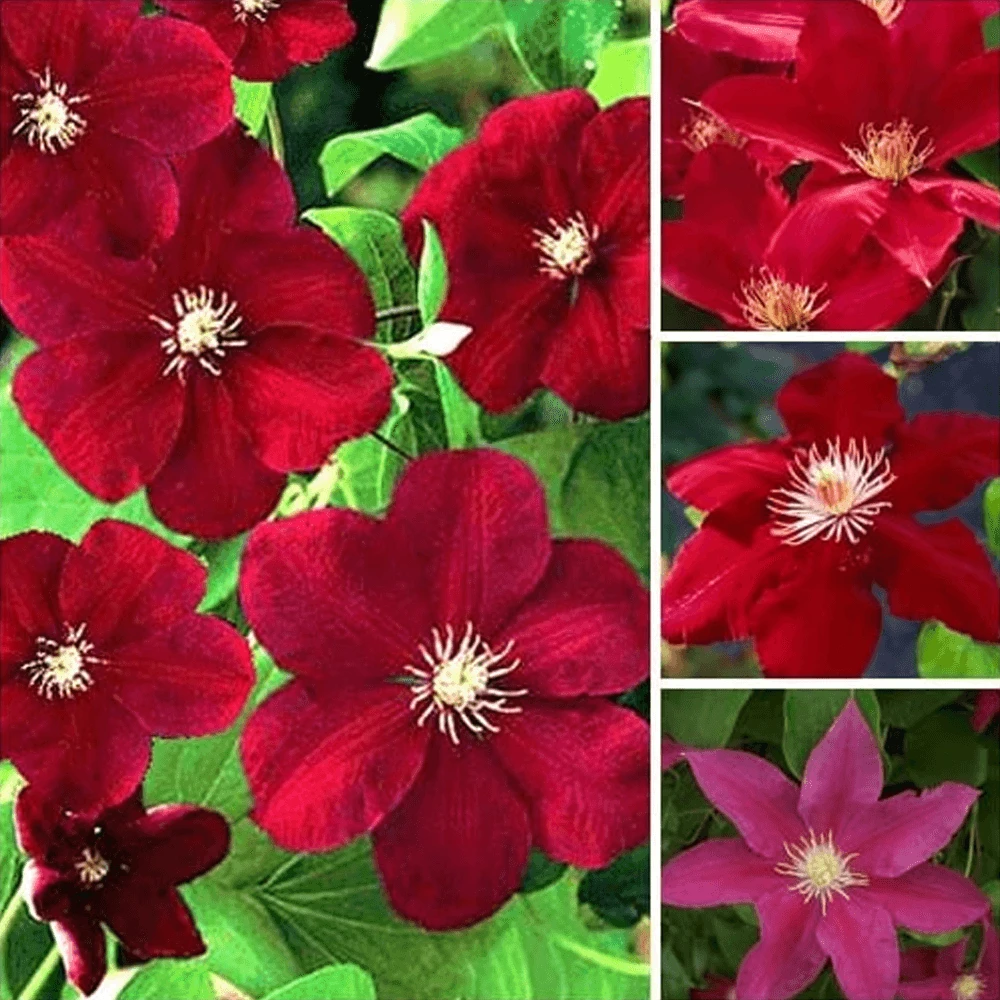 Clematis Dark Red Coloured Large Flowering Climber Hardy 1 Clematis Dark Red Coloured Large Flowering Climber Hardy
