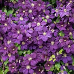 Clematis Jackmanii