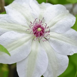 Clematis Miss Bateman (9cm)