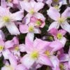 Clematis Montana Fragrant Spring