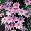 Clematis Nelly Moser (9cm)