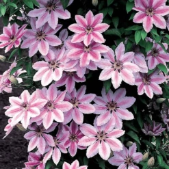 Clematis Nelly Moser (9cm)