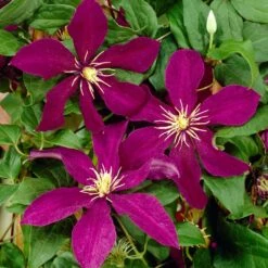 Clematis Niobe
