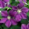 Clematis Patens Warszawska
