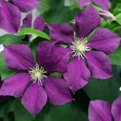 Clematis Patens Warszawska