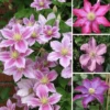 Clematis Pink Coloured Large Flowering Climber Hardy