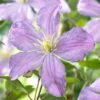 Clematis Prince Charles