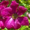 Clematis Rubra