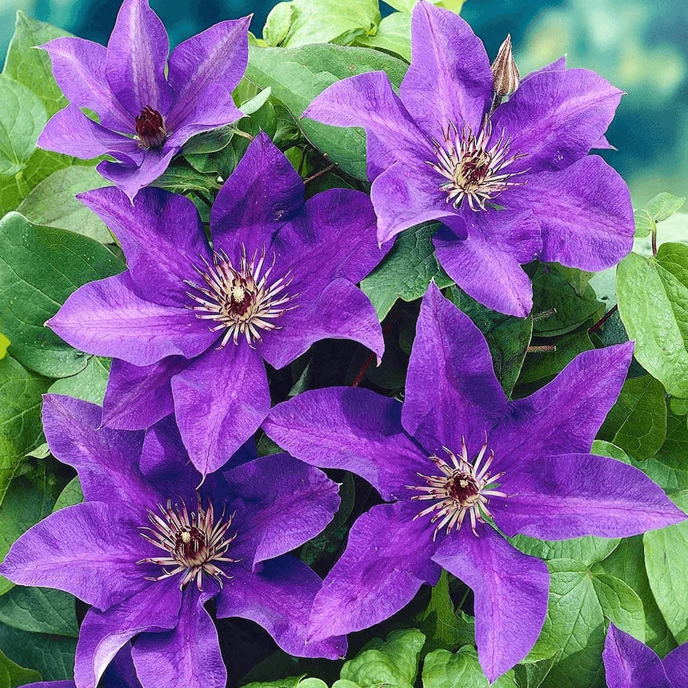 Clematis The President (9cm) 1 Clematis The President (9cm)