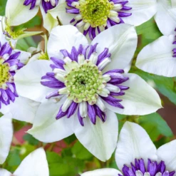 Clematis Viennetta