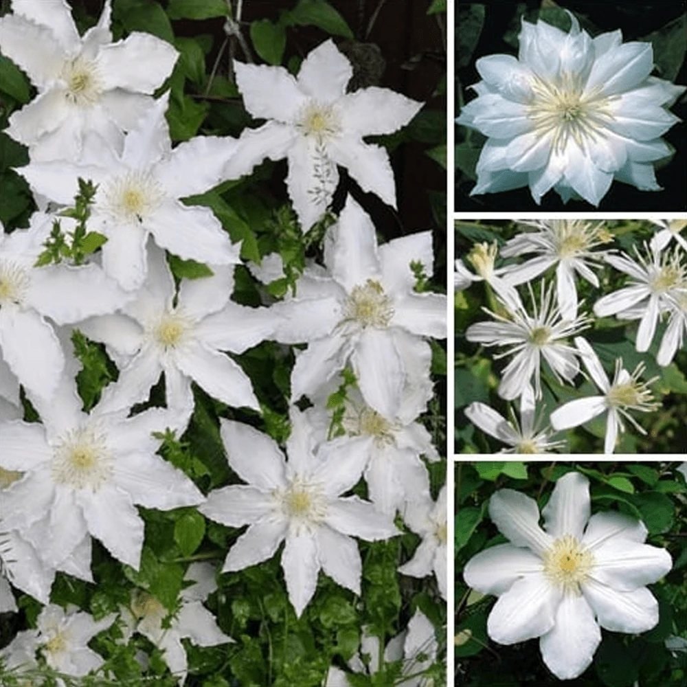 Clematis White Coloured Large Flowering Climber Hardy 1 Clematis White Coloured Large Flowering Climber Hardy