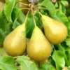 Conference Pear Tree (Quince A)