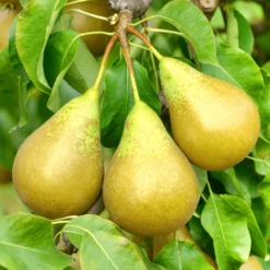 Conference Pear Tree (Quince A)