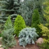 Conifer Variety Mix (10 Pack)
