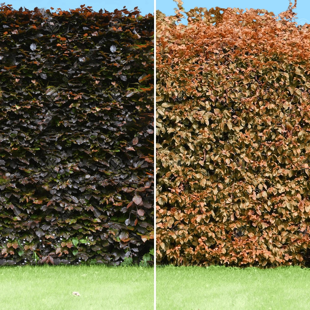 Copper Beech Bare Root Hedge (1ft - 5ft) 1 Copper Beech Bare Root Hedge (1ft - 5ft)