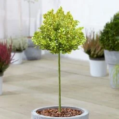 Coprosma Lemon And Lime Patio Tree