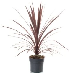 Cordyline Red Star (2L)