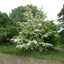 Cornus Gloria Birkett Tree