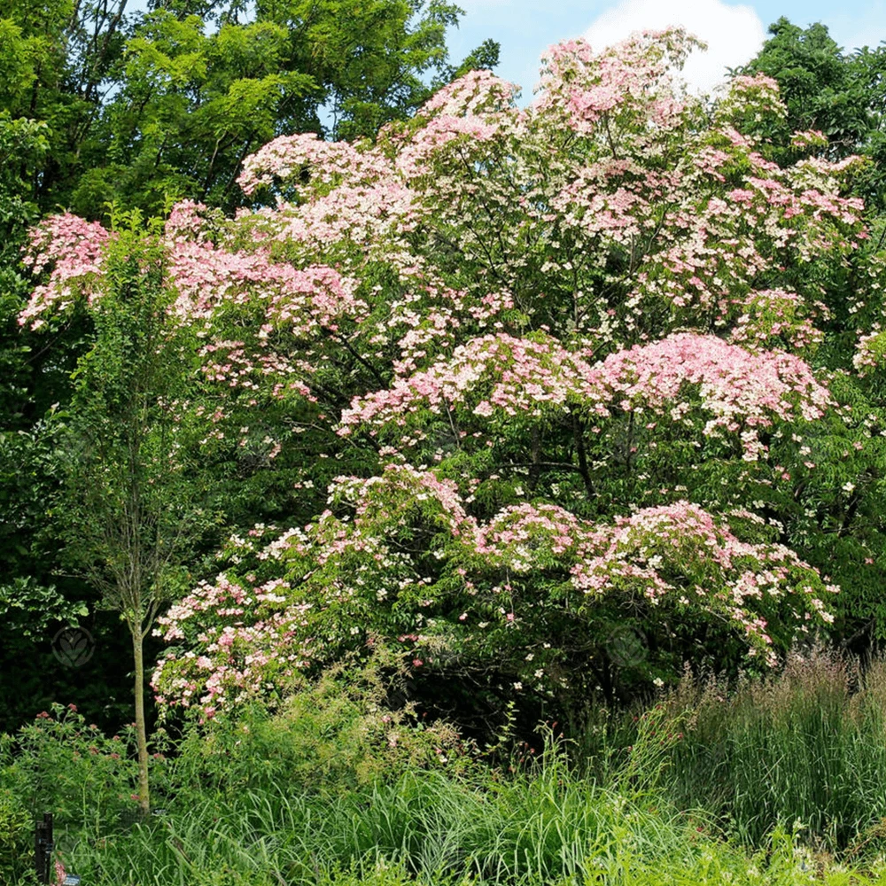 Cornus Porlock Tree 1 Cornus Porlock Tree