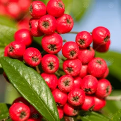 Cotoneaster X Watereri Cornubia Tree