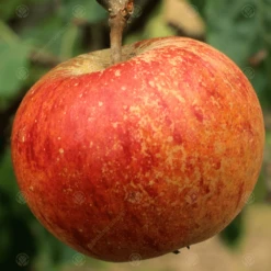 Coxs Orange Pippin Apple Tree