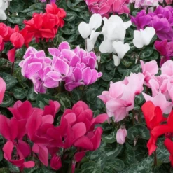 Cyclamen - Mixed Colours (6 Pack)
