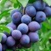 Czar Plum Tree