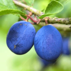 Damson Fairleigh Plum Tree