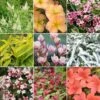 Deciduous Shrub Mix (25 Plants)