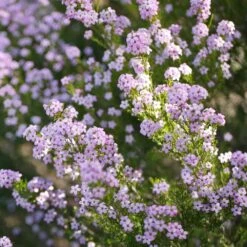 Diosma Hirsuta Pink Fountain