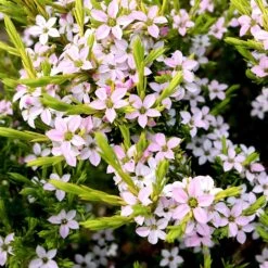 Diosma Hirsuta Sunset Gold