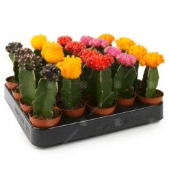 Disco Cactus Mix - Large (3, 5, 10, 20 Plants)