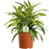 Dracaena Surprise