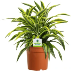 Dracaena Surprise
