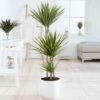 Dragon Tree - Dracaena Marginata