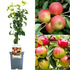 Duo Apple Patio Tree (5L, 2-3ft)