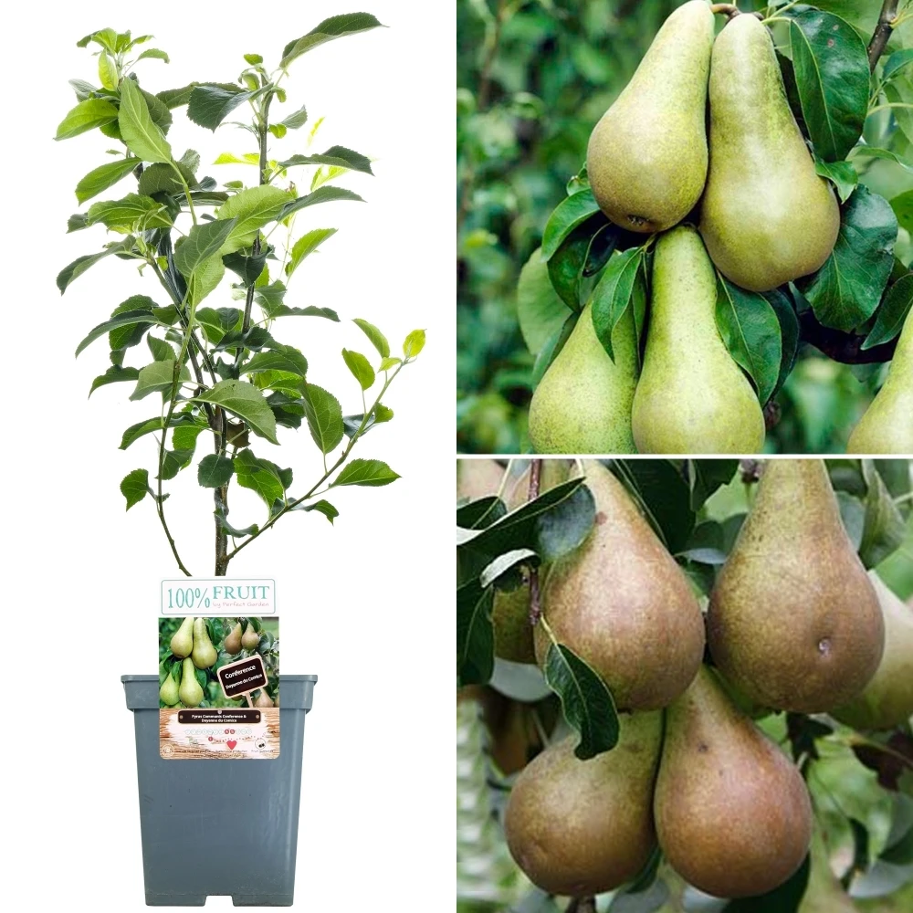 Duo Pear Patio Tree (5L, 2-3ft) 1 Duo Pear Patio Tree (5L, 2-3ft)