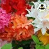 Dwarf Japanese Azalea (3 Pack)