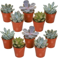Echeveria Mix (10 Plants)