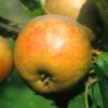 Egremont Russet Apple Tree