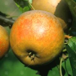 Egremont Russet Apple Tree