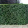 English Yew Bare Root Hedge (1ft - 2ft)