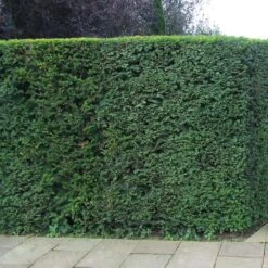 English Yew Bare Root Hedge (1ft - 2ft)