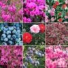 Ericaceous Shrub Mix (25 Plants)