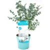 Eucalyptus Gunnii Azura (2L)