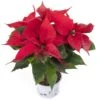 Euphorbia Pulcherrima (Poinsettia)