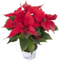 Euphorbia Pulcherrima (Poinsettia)
