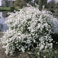 Exochorda Macrantha The Bride - Pearlbush (9cm)