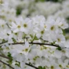 Exochorda X Macrantha "The Bride" Tree