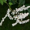 Fallopia Baldschuanica Evergreen White Shrub Russian Vine